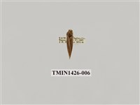 藏品(燈蛾科)的圖片